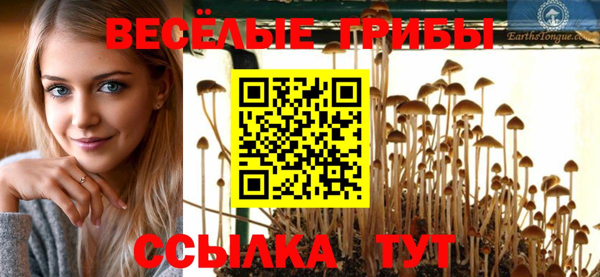Псилоцибиновые грибы Psilocybe Бирск